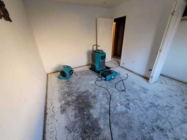 Best Local water damage restoration  in Annandale, MN
